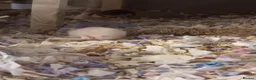 Hamster rodents for sale: Beautiful Syrian hamster babies - Advert 7