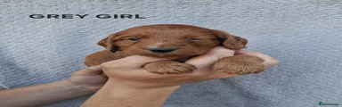 Cockapoo 4