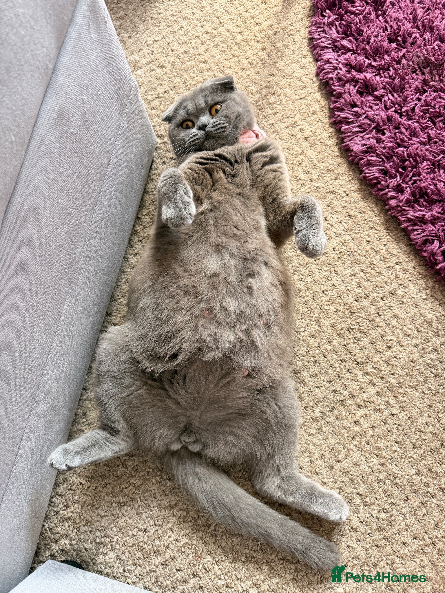 Scottish Fold cats Beautiful Scottish Fold Kittens for Loving Homes🐱 - Advert 2