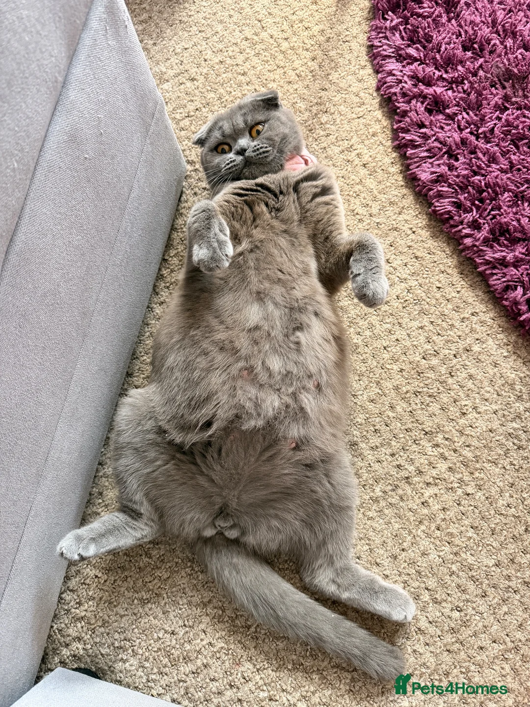 Scottish Fold cats for sale: Beautiful Scottish Fold Kittens for Loving Homes🐱 - Advert 1