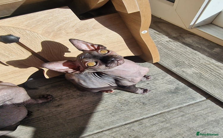 Sphynx cats - Advert 6
