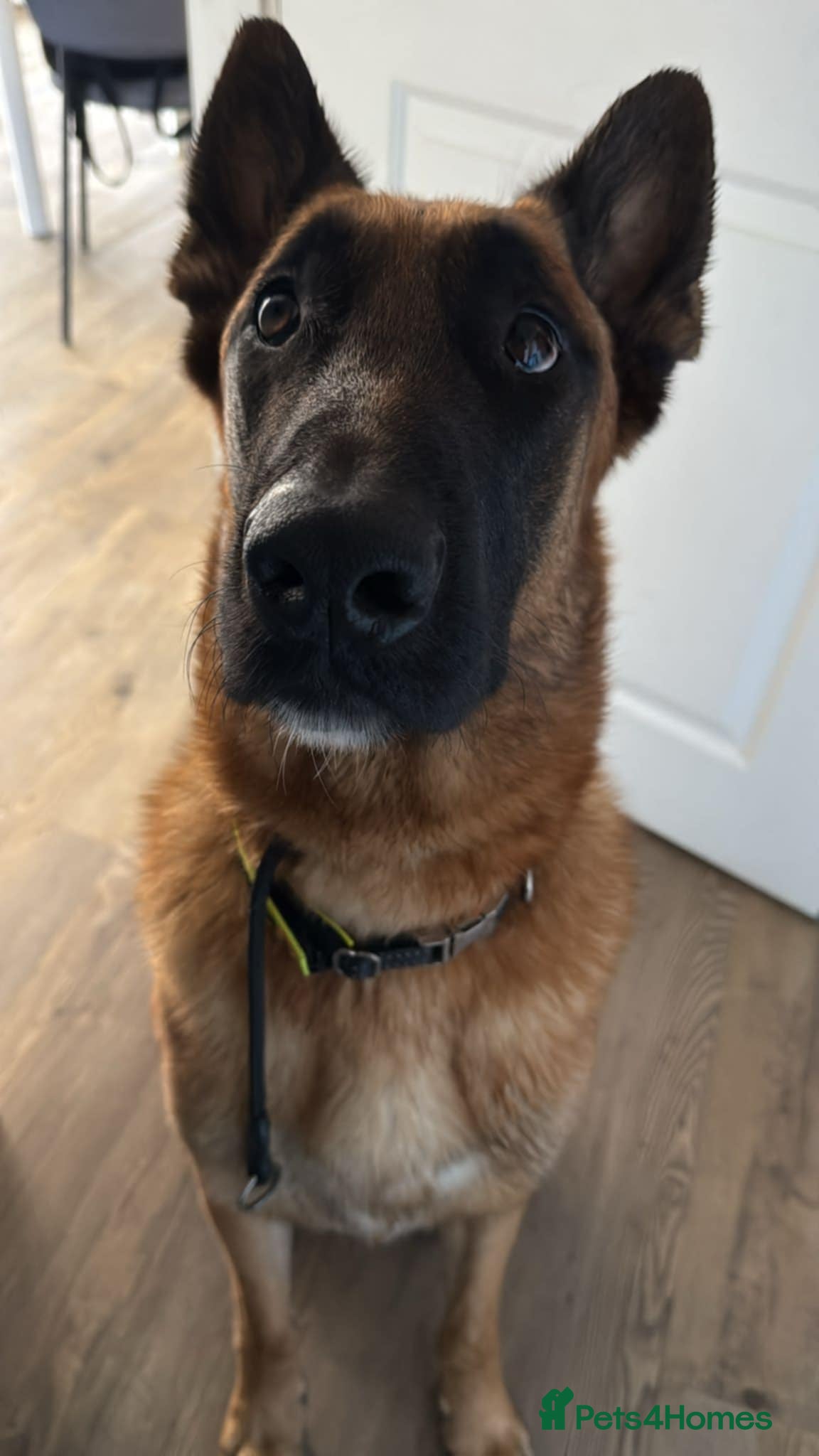 Belgian Shepherd Dog dogs Max- Belgian Malinois - Advert 1