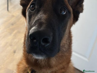 Belgian Shepherd Dog dogs Max- Belgian Malinois - Advert 1