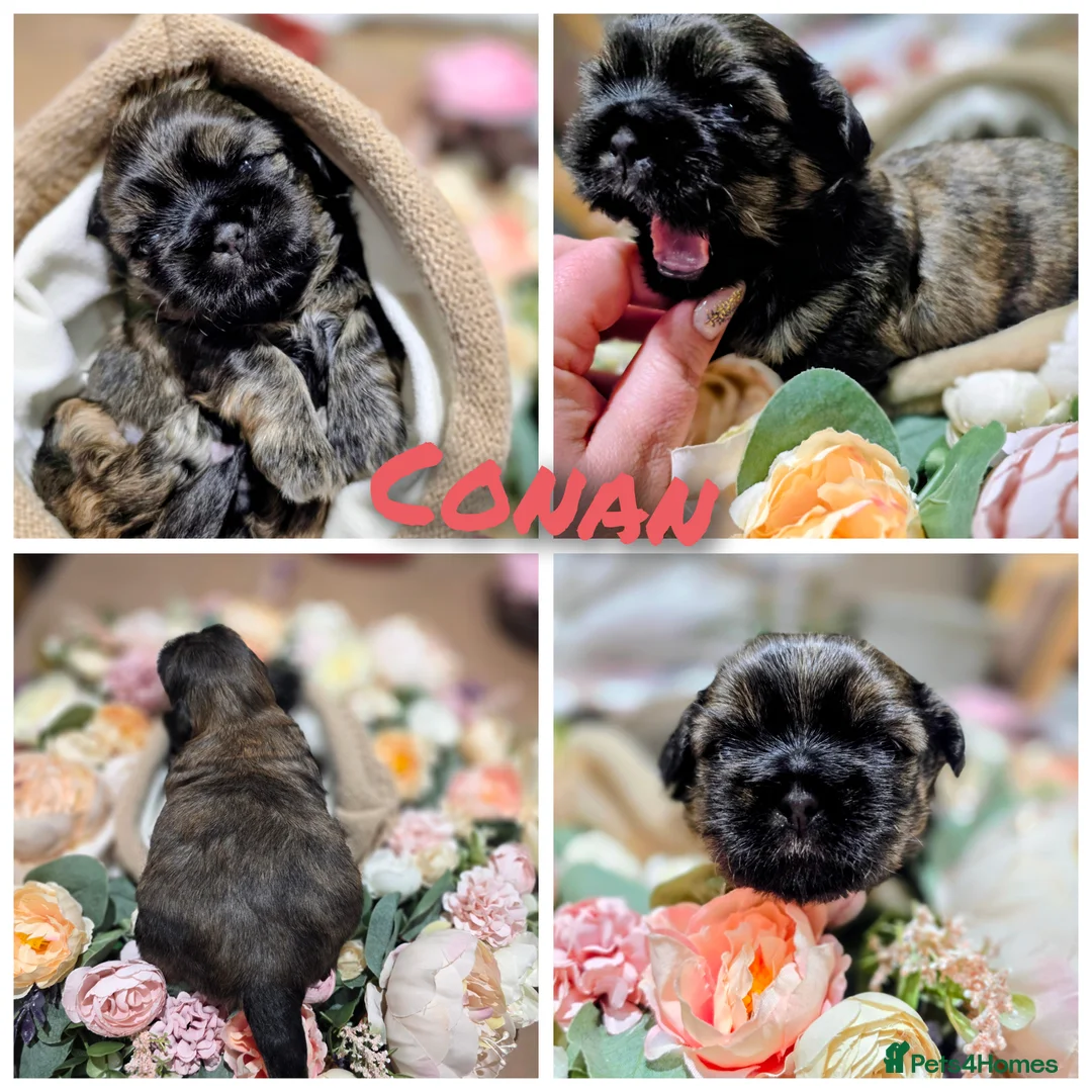 Shih Tzu dogs for sale: 🐾Shih tzu puppies 🐾 - Advert 7