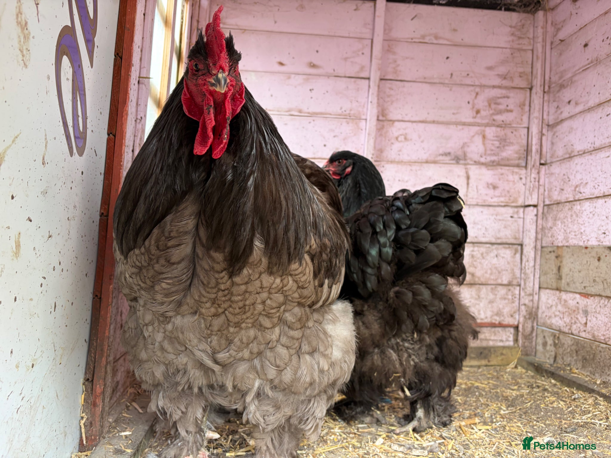 Chickens poultry Rare Breed Cochin pair. Unrelated  - Advert 1