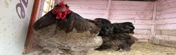 Chickens poultry for sale: Rare Breed Cochin pair. Unrelated  - Advert 1
