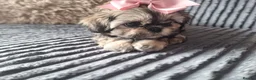 Shih Tzu dogs for sale: Beautiful Imperial Shih Tzus  - Advert 13