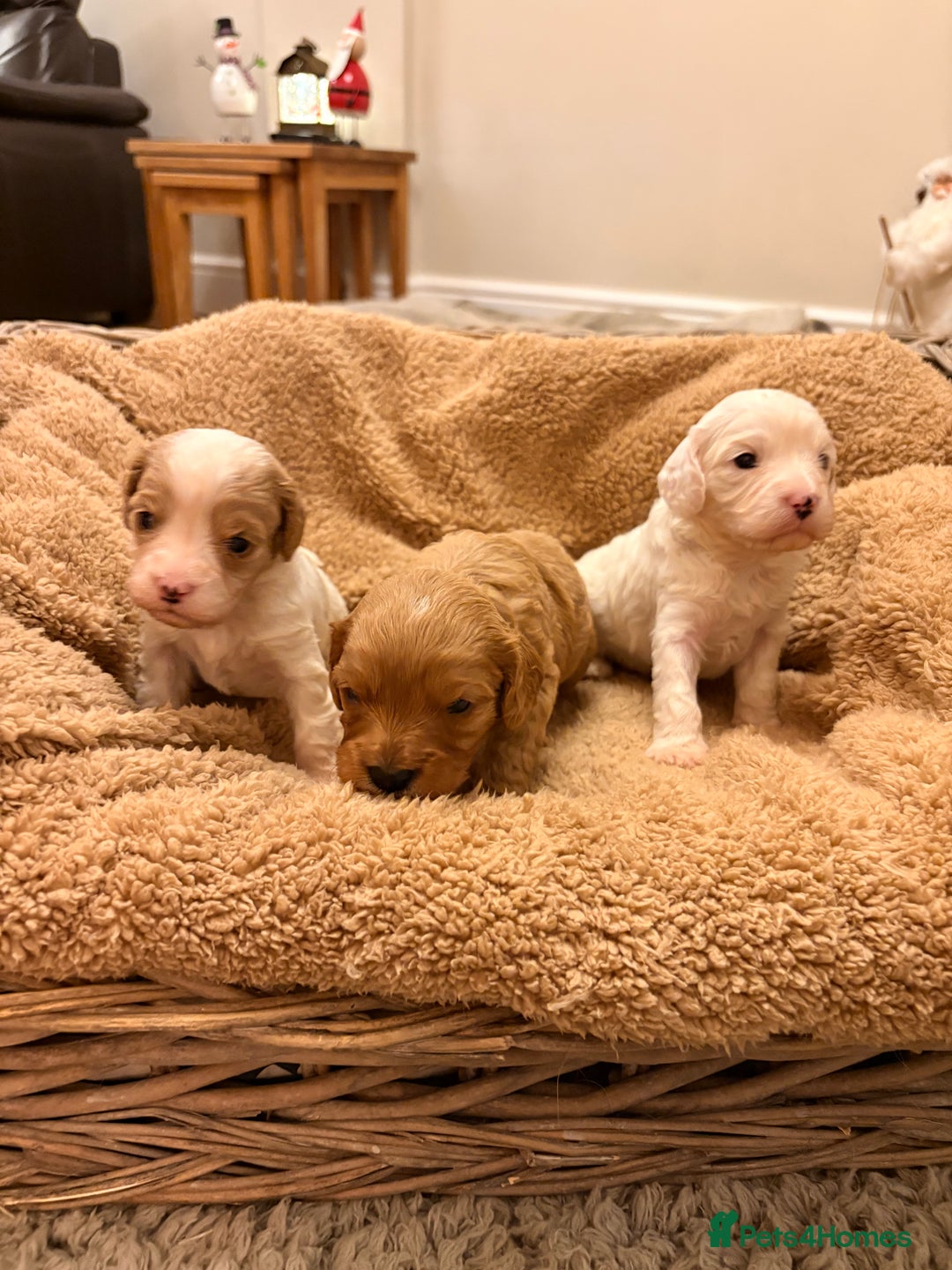 Cavapoo dogs for sale: Stunning F1 Toy Cavapoo puppies  - Advert 9