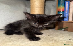 Domestic Shorthair cats for sale: Looking for my lovely forever home - Image 6