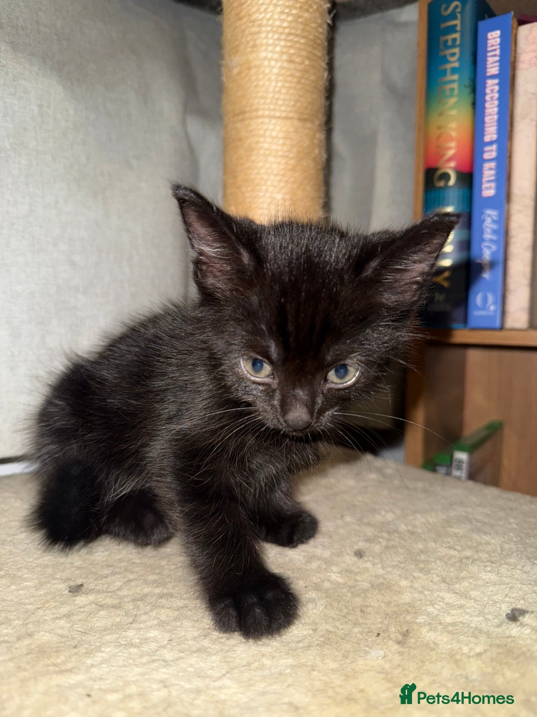 Domestic Shorthair cats for sale: Looking for my lovely forever home - Image 6