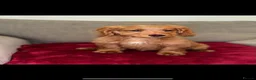 Cockapoo dogs for sale: Cockerpoo puppies  - Advert 7