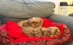 Shih Tzu dogs for sale: Shih Tzu KARASHISHI Line Two Boys Left Green Eyes - Advert 10