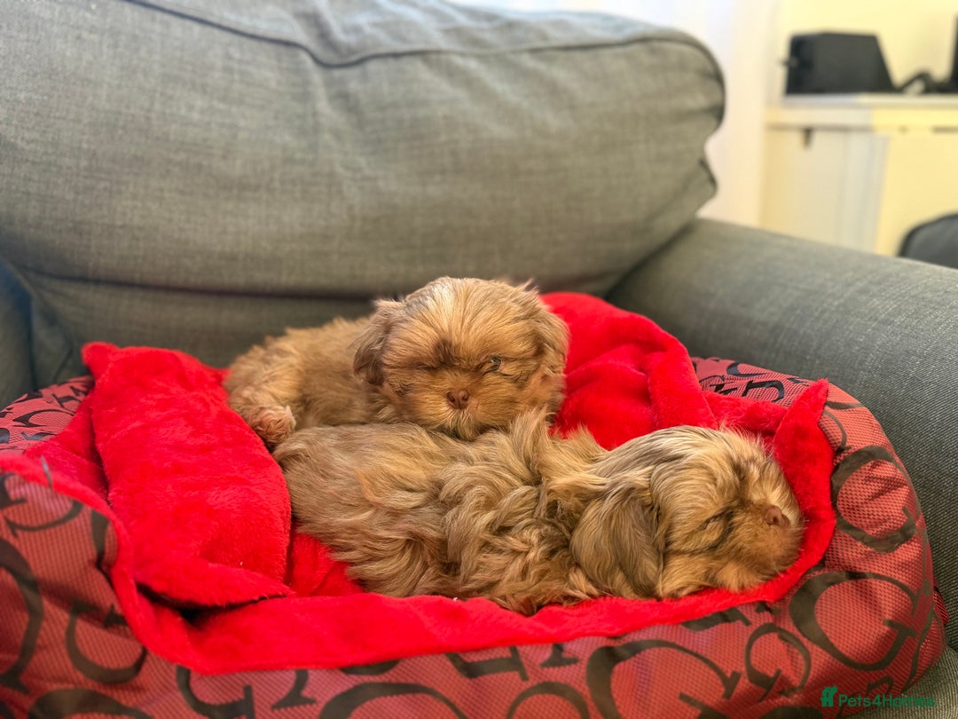 Shih Tzu dogs for sale: Shih Tzu KARASHISHI Line Two Boys Left Green Eyes - Advert 10