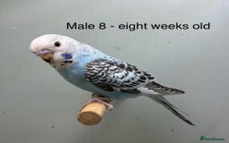 Budgerigars birds for sale: Beautiful baby budgies  - Image 11