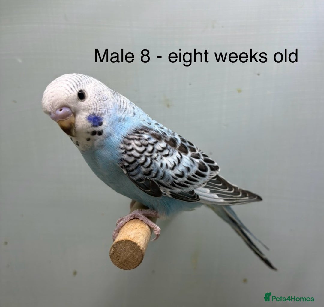 Budgerigars birds for sale: Beautiful baby budgies  - Image 11