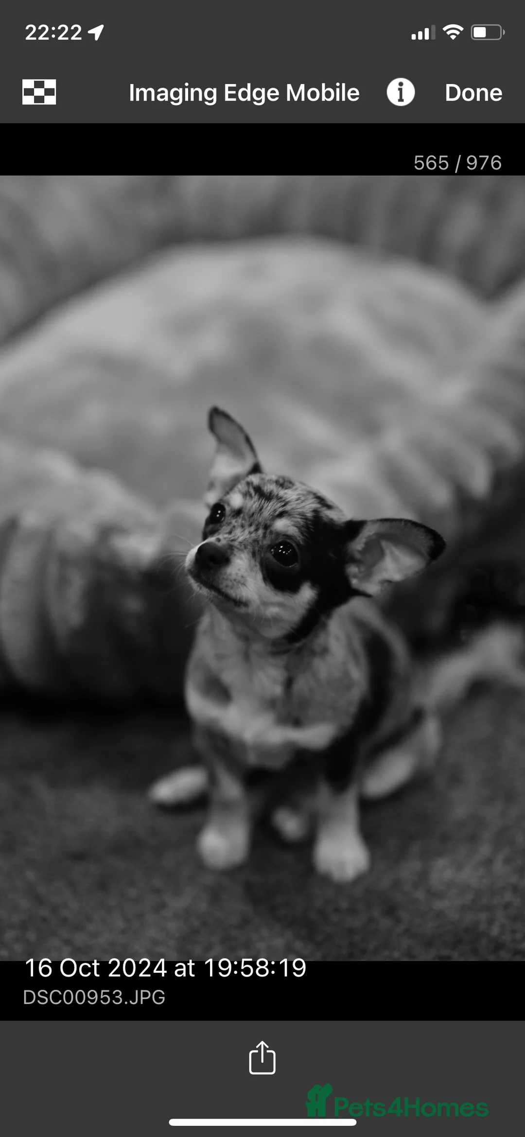 Chihuahua dogs for sale: Mum and daughter chihuahuas  - Advert 17