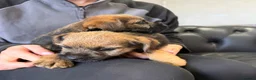 Border Terrier dogs for sale: Beautiful Border Terriers - Advert 6