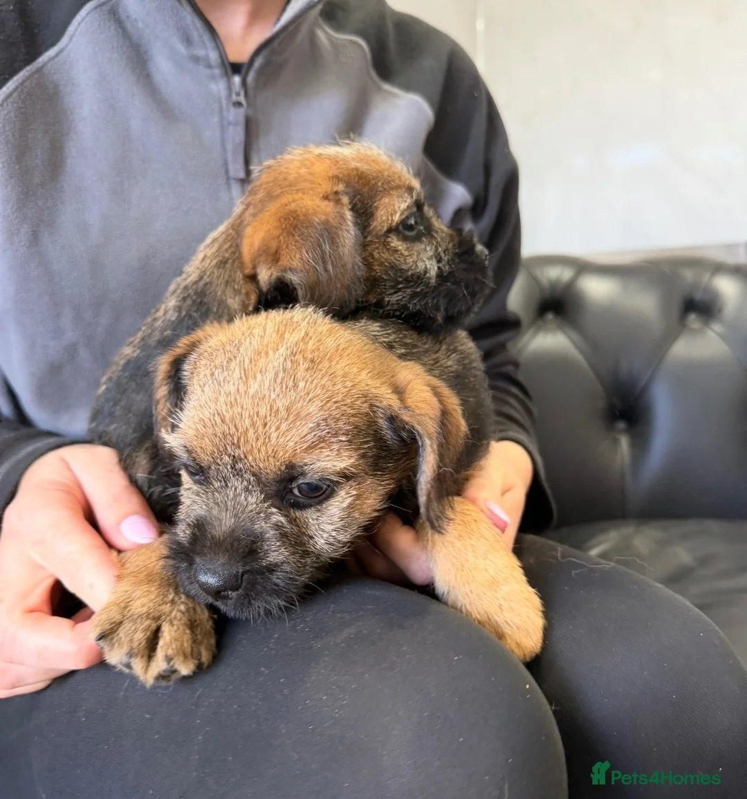 Border Terrier dogs for sale: Beautiful Border Terriers - Advert 6
