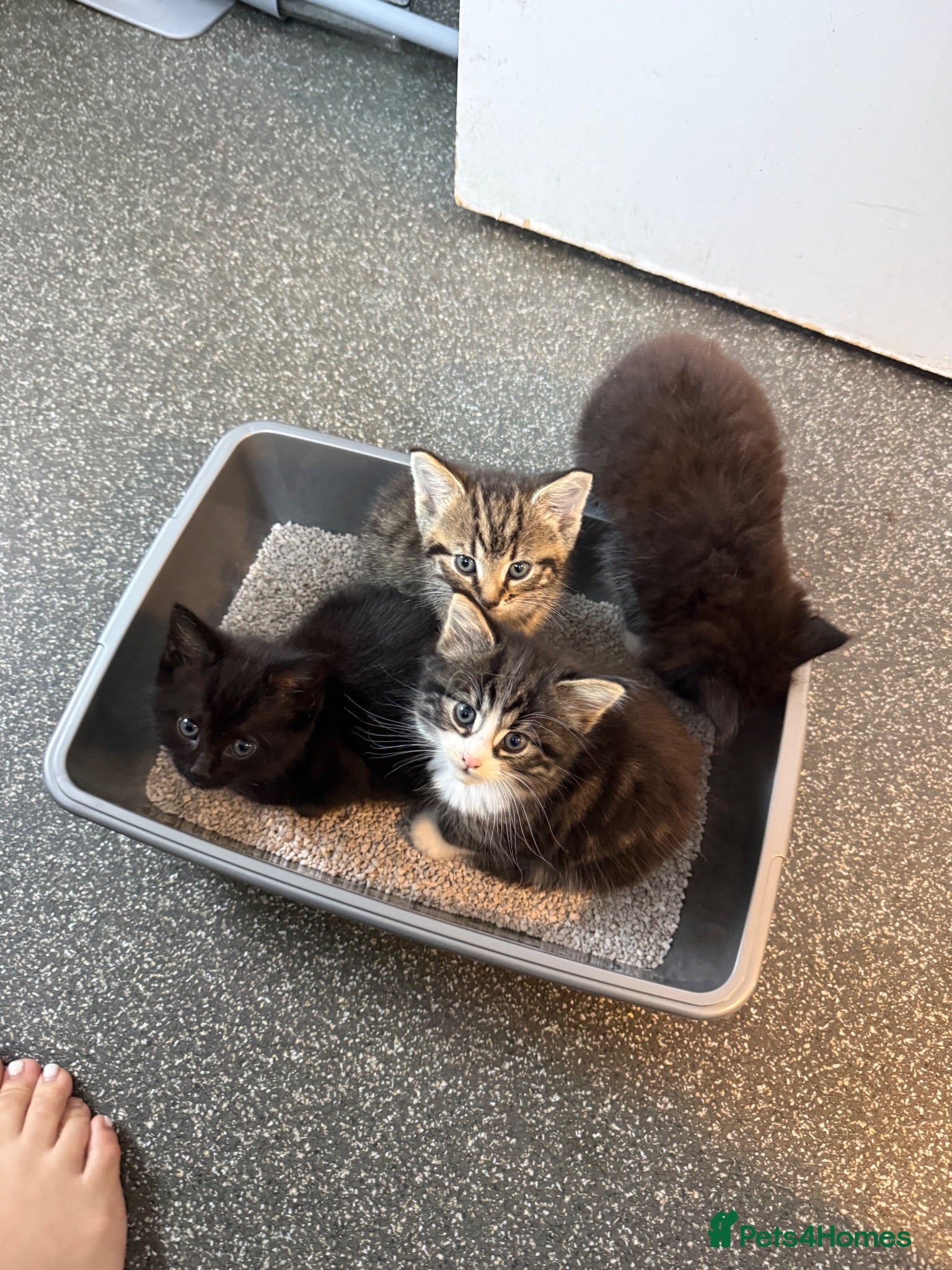 Mixed Breed cats Fluffy kittens  - Advert 1