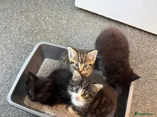 Mixed Breed cats Fluffy kittens - Advert 1