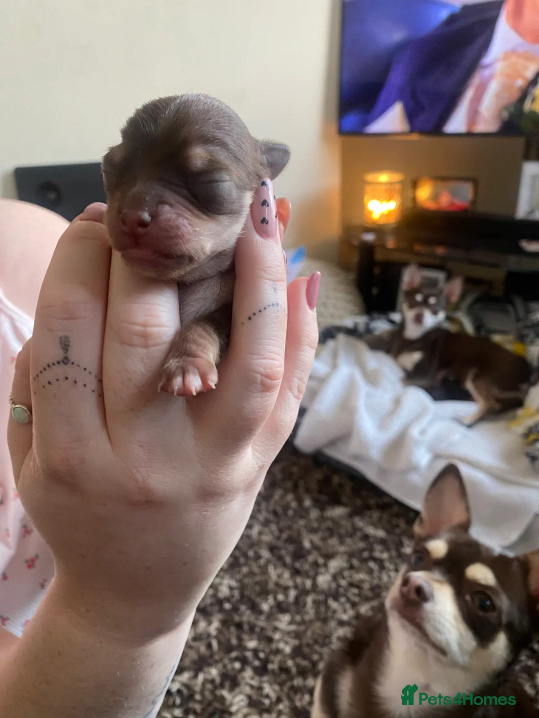 Chihuahua dogs for stud: Reggie the chocolate chi for stud in Ipswich - Advert 5