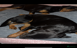 Rottweiler dogs for sale: Stunning Rottweiler puppies  - Image 28