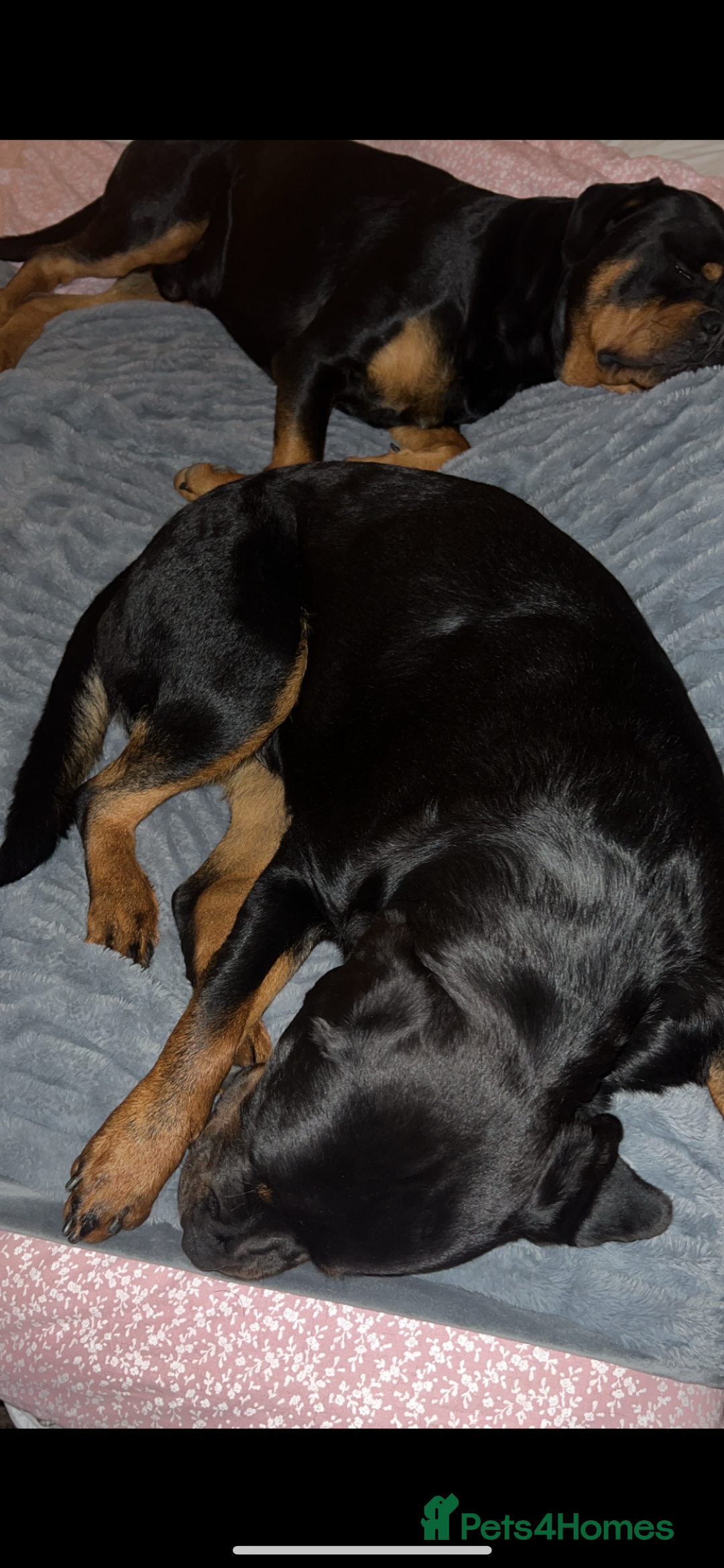 Rottweiler dogs for sale: Stunning Rottweiler puppies  - Image 28