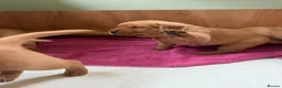 Labrador Retriever dogs for sale: KC Registered Labrador Puppies (fox red)  - Advert 7