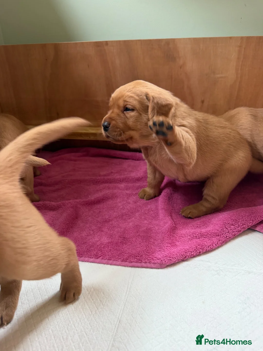 Labrador Retriever dogs for sale: KC Registered Labrador Puppies (fox red)  - Advert 7