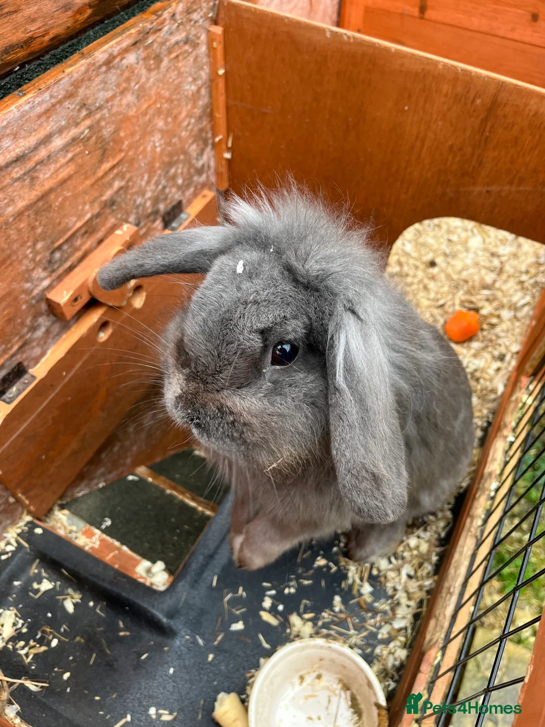 Mini Lop rabbits for sale: Two lovely mini lop rabbits. in Stevenage - Advert 3