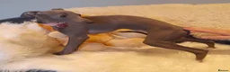 Italian Greyhound dogs for sale: EXCEPTIONAL TOP QUALITY KC REG. ITALIAN GREYHOUNDS in Bury Saint Edmunds - Advert 3