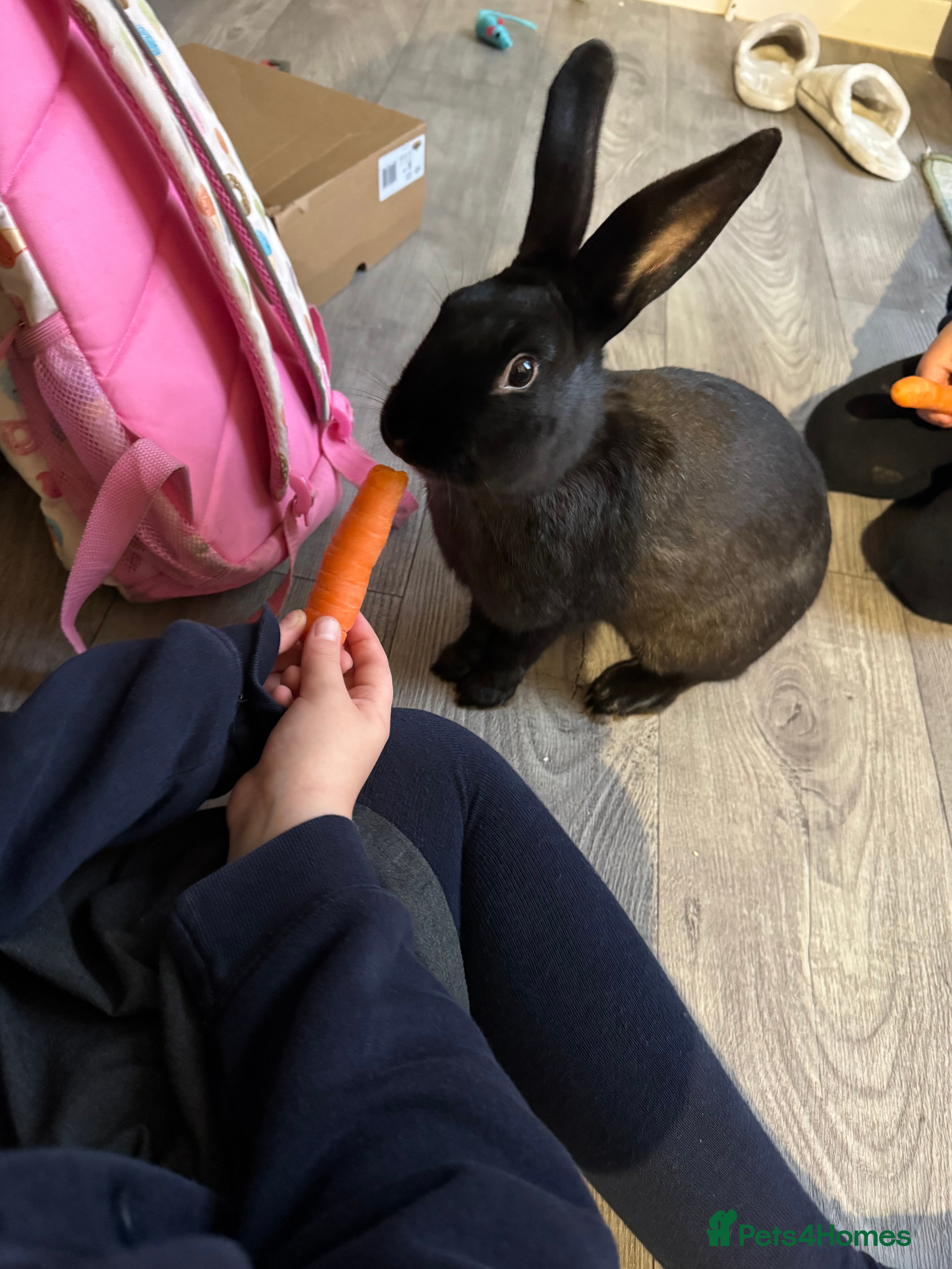 English rabbits Black male English cross continental giant  - Advert 5