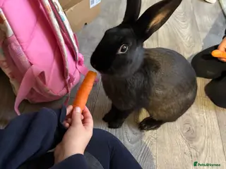 English rabbits Black male English cross continental giant - Advert 5