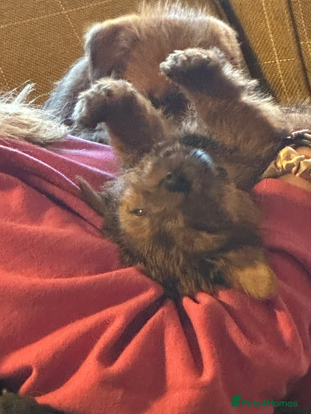 Norfolk Terrier dogs for sale: Stunning kc reg norfolk terrier boys  - Advert 10