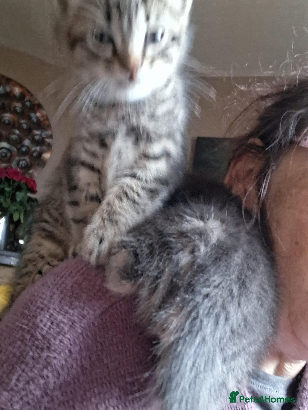 Mixed Breed cats for sale: ⭐️⭐️Stunning Russian Blue X Bengal Kittens ⭐️⭐️⭐️ - Advert 9