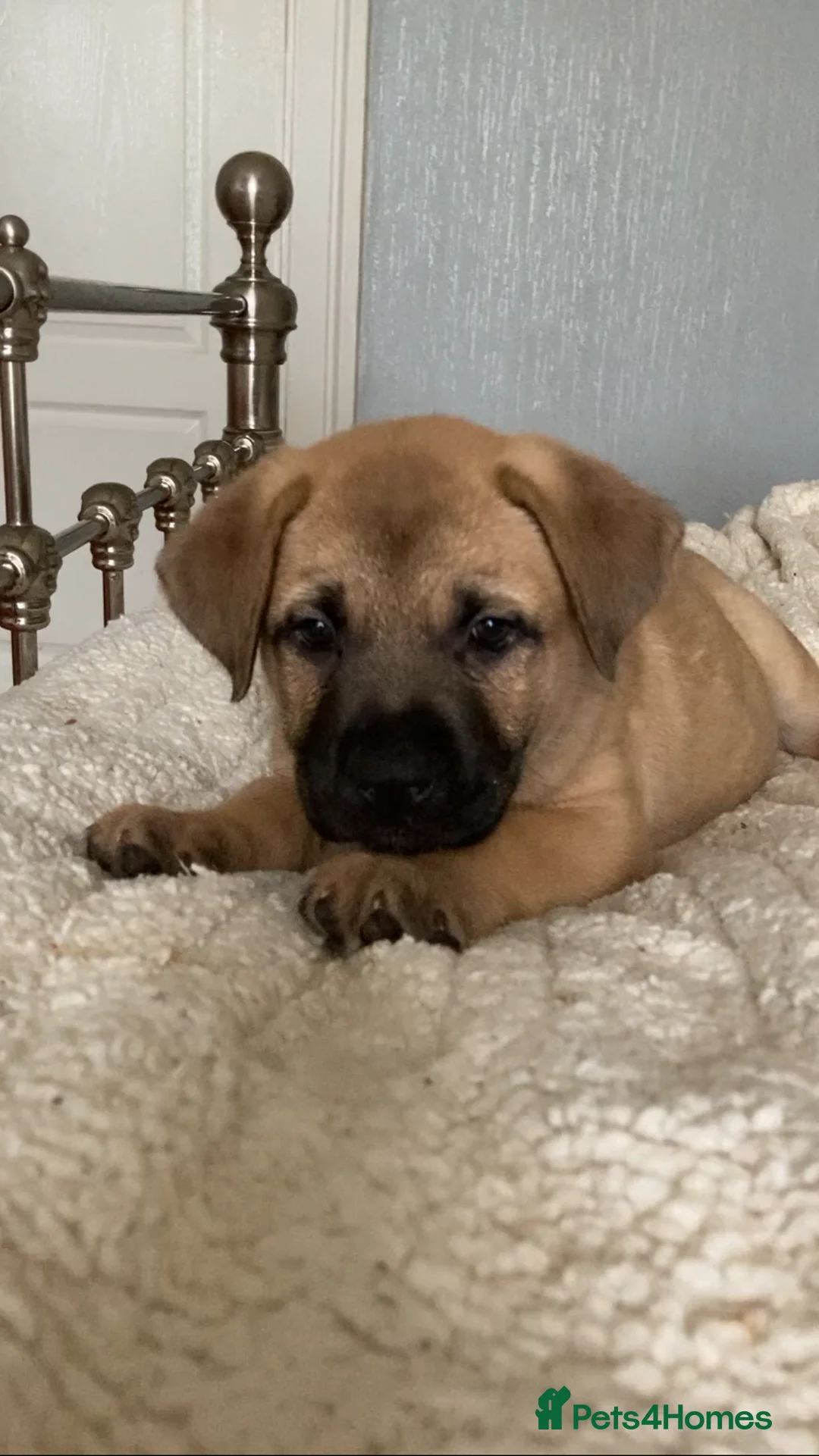 Mixed Breed dogs for sale: Mixed Breed puppies  in Hawick - Advert 4