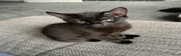 Mixed Breed cats for sale: Beautiful Boy - patiently waiting for forever home - Advert 2