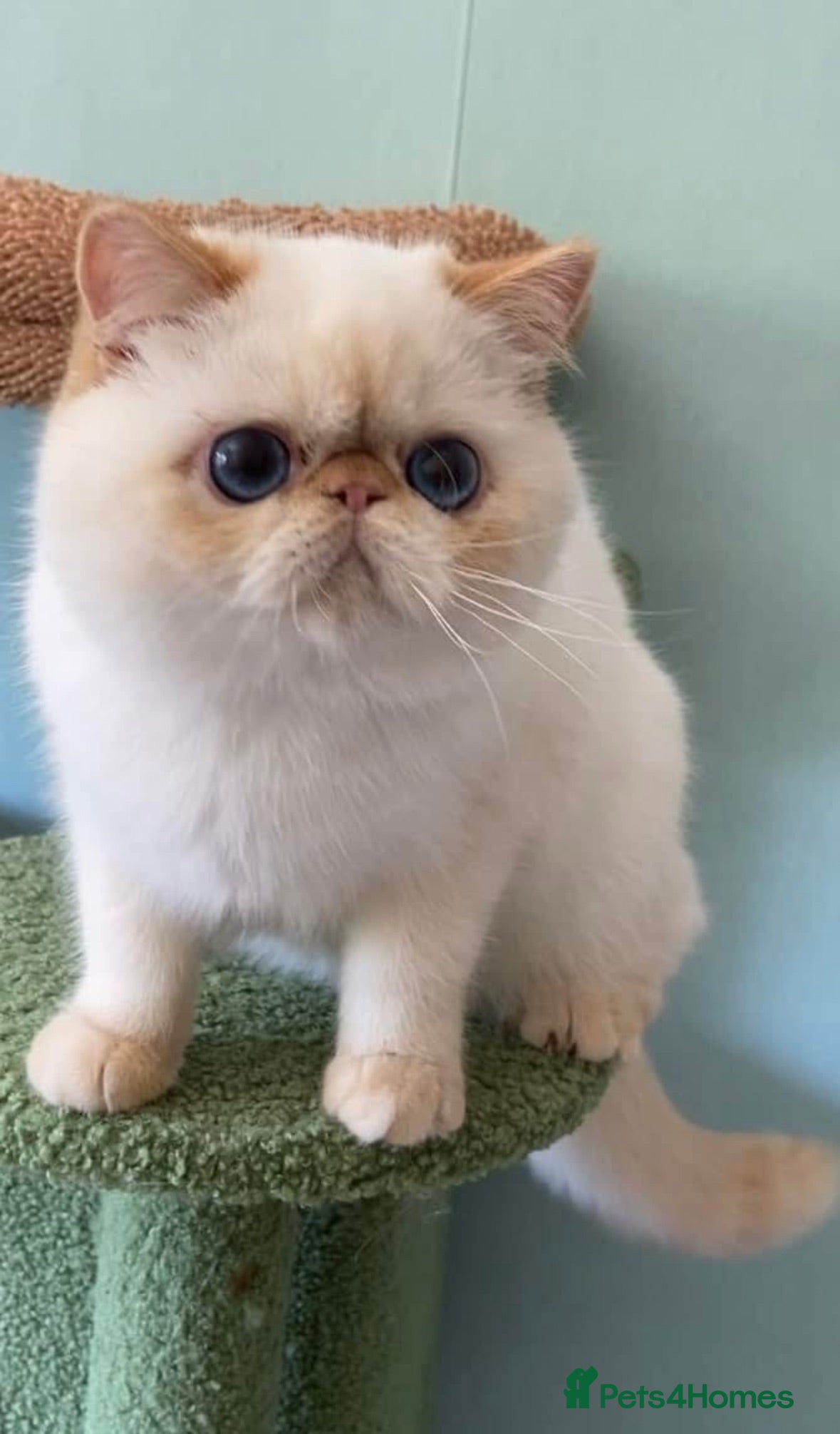 Exotic cats Stunning Blue Eyed Exitic Young Male - Advert 1