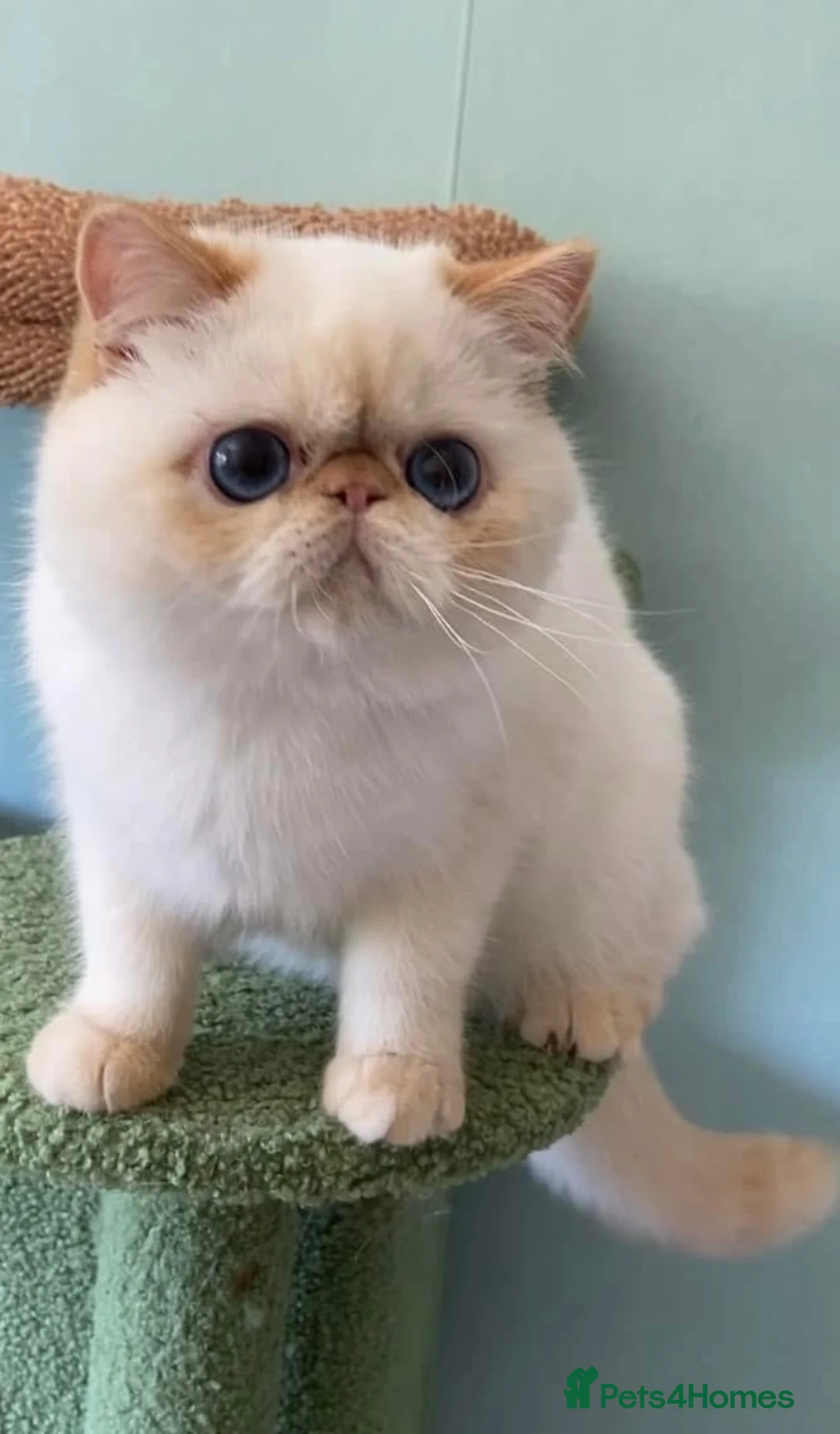 Exotic cats for sale: Stunning Blue Eyed Exitic Young Male - Advert 1