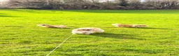 Pekingese dogs for sale: Pekingese Puppies Ready Soon - Advert 2