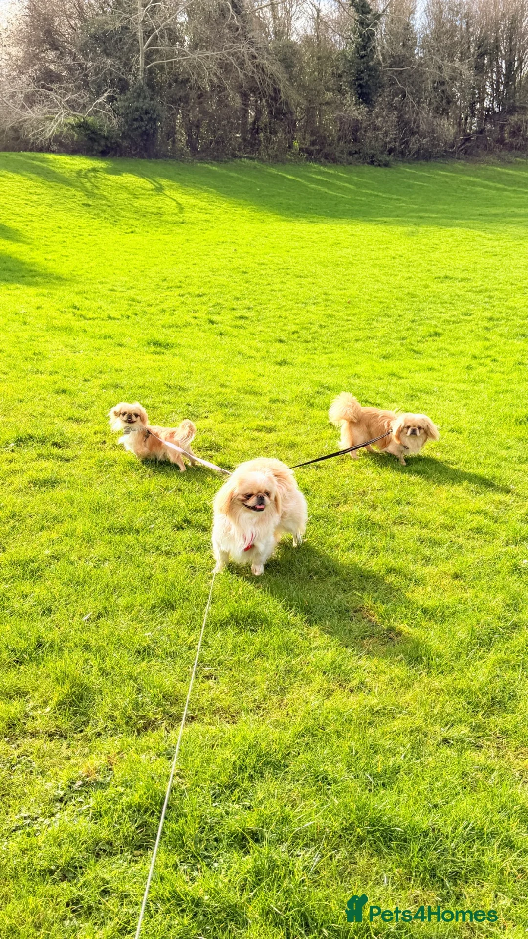 Pekingese dogs for sale: Pekingese Puppies Ready Soon - Advert 2