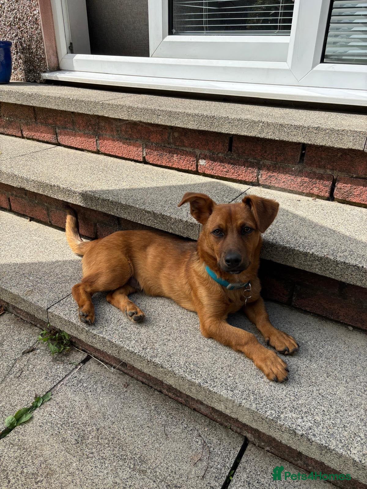 Mixed Breed dogs Russo  - Advert 13