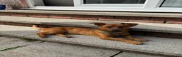 Mixed Breed dogs for adoption: Russo  in Egremont - Advert 7