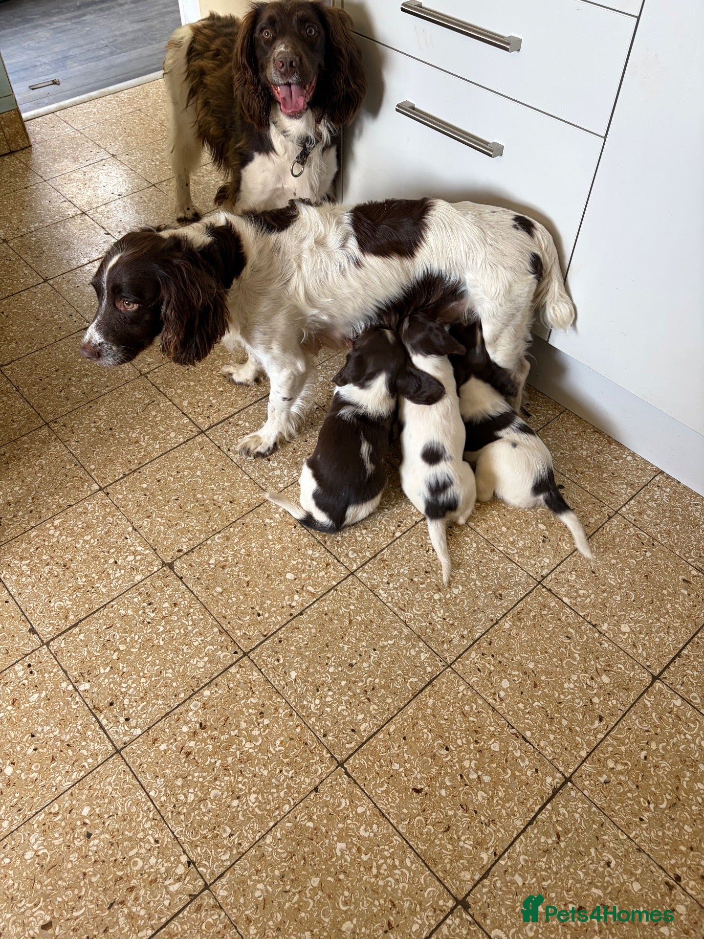 English Springer Spaniel dogs English Springer spaniel  - Advert 1