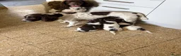 English Springer Spaniel dogs for sale: English Springer spaniel  in Carmarthen - Advert 20