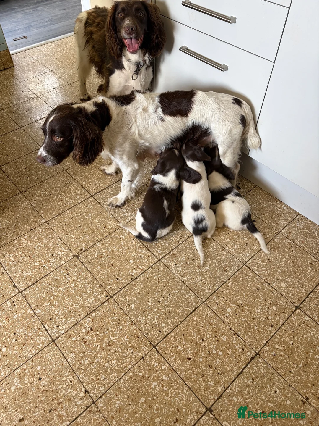 English Springer Spaniel dogs for sale: English Springer spaniel  in Carmarthen - Advert 20