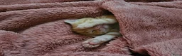 Domestic Shorthair cats for sale: 2 kittens for sale. in Sheffield - Advert 16