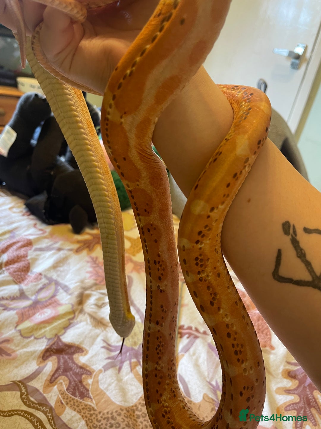 Rat Snake reptiles for sale: 15 yr old rat snake looking for retirement home  - Image 1