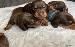 Dachshund dogs for sale: Dacshund puppies - Image 1
