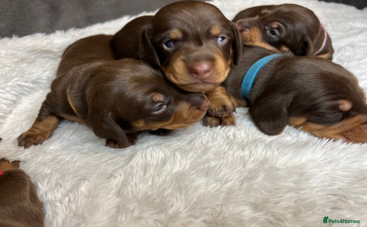 Dachshund dogs - Advert 1